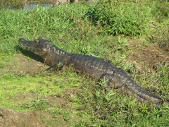 Caiman yacare