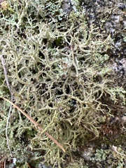 Cladonia furcata