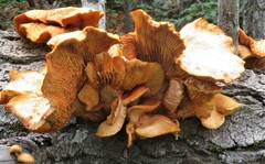 Gymnopilus ventricosus