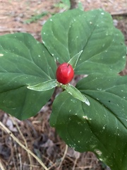 Trillium undulatum