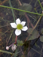 Caltha natans