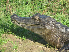 Caiman yacare