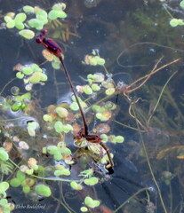 Enallagma dubium