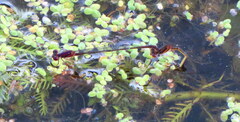 Enallagma dubium