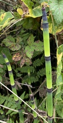 Equisetum hyemale