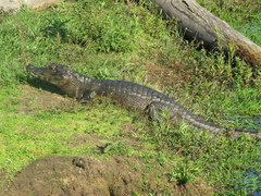 Caiman yacare