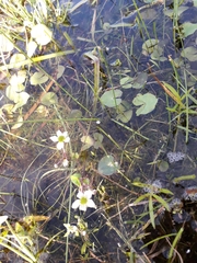 Caltha natans