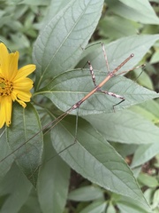 Diapheromera femorata