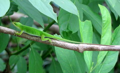 Anolis carolinensis