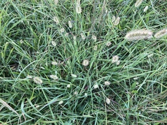 Setaria pumila