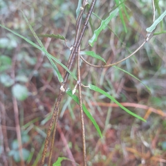 Parsonsia capsularis