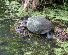 Pseudemys