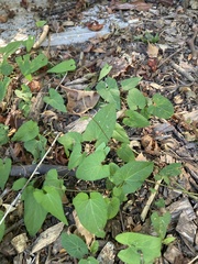 Calystegia silvatica
