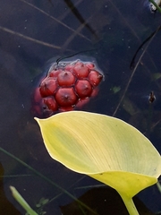 Calla palustris