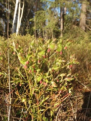 Vaccinium myrtillus