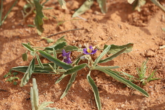 Solanum esuriale