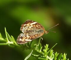 Phyciodes