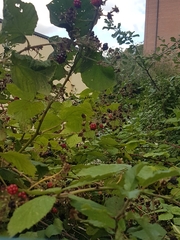 Rubus fruticosus