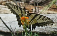 Papilio multicaudata