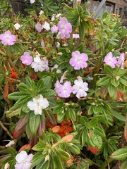 Impatiens sodenii