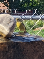 Spinus psaltria