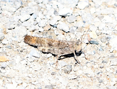 Dissosteira carolina