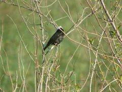 Arundinicola leucocephala