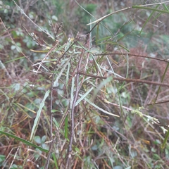 Parsonsia capsularis