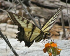 Papilio multicaudata