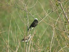 Arundinicola leucocephala