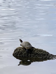 Deirochelyinae