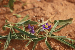 Solanum esuriale