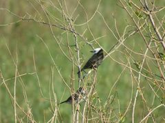 Arundinicola leucocephala