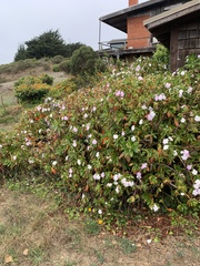 Impatiens sodenii