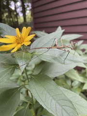 Diapheromera femorata