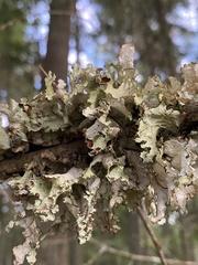 Platismatia tuckermanii