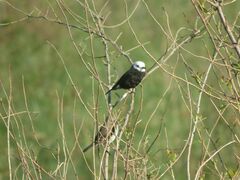 Arundinicola leucocephala