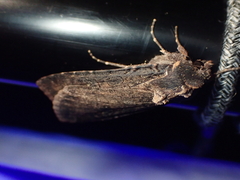 Peridroma saucia