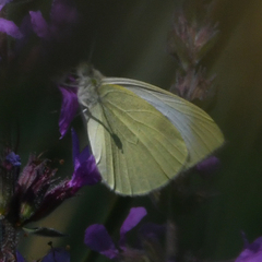 Pieris rapae