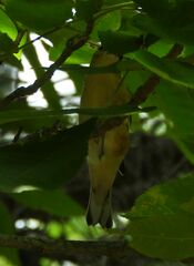 Setophaga castanea
