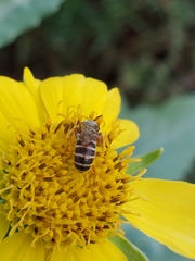 Halictus ligatus
