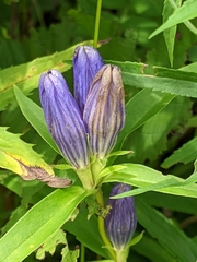 Gentiana linearis