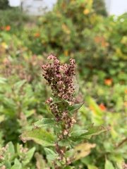 Chenopodiastrum murale