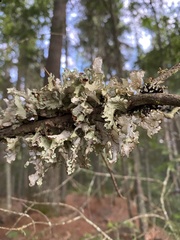 Platismatia tuckermanii