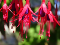 Fuchsia magellanica