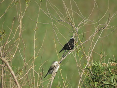 Arundinicola leucocephala