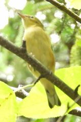 Setophaga castanea