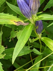Gentiana linearis