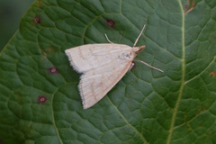 Udea lutealis