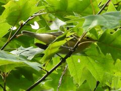 Setophaga castanea